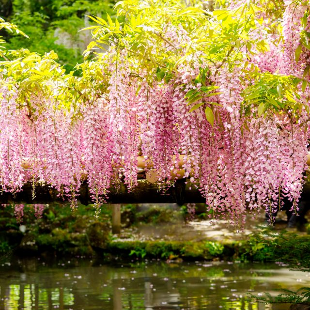 楽天市場】【フジ属】一才藤 青花 5号LLポット（接木苗） : 産直花だん屋