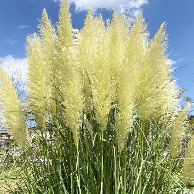 高品質★超特大130㎝　パンパスグラス5本 グラス植物】 超ミニ パンパスグラス 『タイニーパンパ