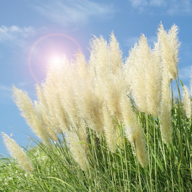 楽天市場】矮性パンパスグラス エビータ 5号ポット苗(y03) : 千草園芸