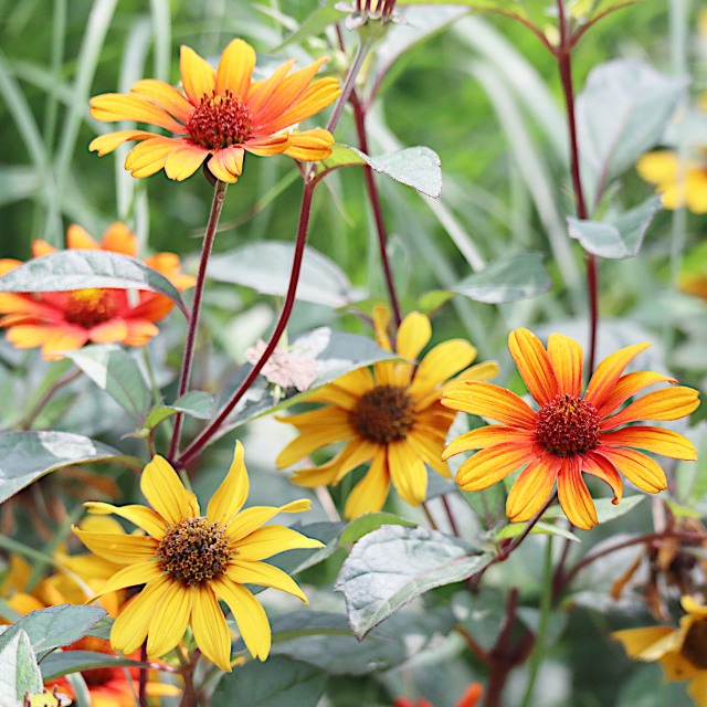 ヒメヒマワリ　ヘリオプシス　根付き苗 5本～八ケ岳よりお届け～ 楽天市場】宿根姫ひまわり（ヘリオプシス）ヒメヒマワリ 苗 3号 9