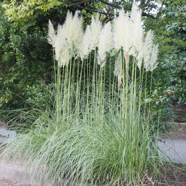 高品質★超特大130㎝　パンパスグラス5本 71yEtfoD4CL._UF350,350_QL50_.jpg