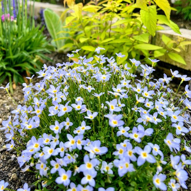 楽天市場】【レプトスペルマム属】ギョリュウバイ八重咲（御柳梅）3号