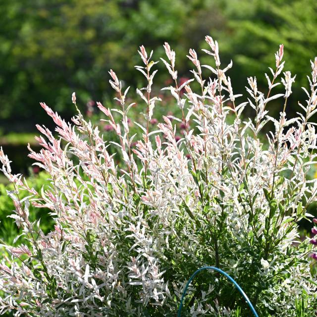 楽天市場】ハクロニシキ（ヤナギ） 3.5号苗(e08) : 千草園芸