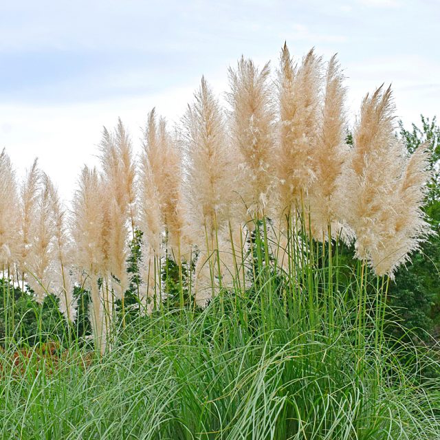 高品質★超特大130㎝　パンパスグラス5本 71yEtfoD4CL._UF350,350_QL50_.jpg