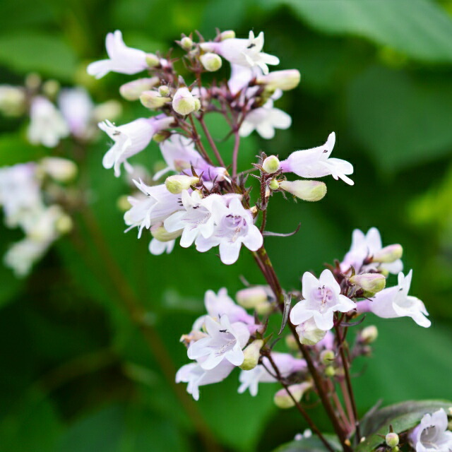 楽天市場】【レプトスペルマム属】ギョリュウバイ八重咲（御柳梅）3号