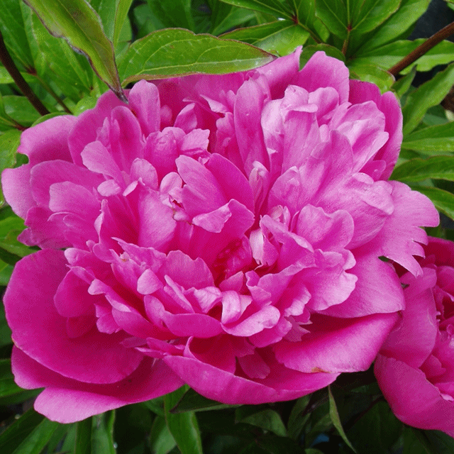 楽天市場 ボタン属 シャクヤク 芍薬 エビス3 5号ポット 産直花だん屋