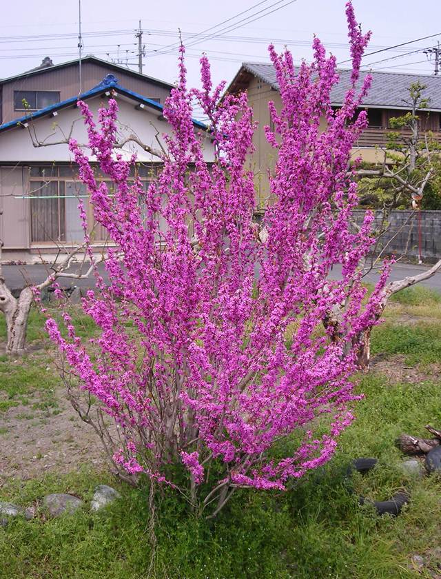 楽天市場 ハナズオウ属 ハナズオウ紫 4 5号ポット 産直花だん屋