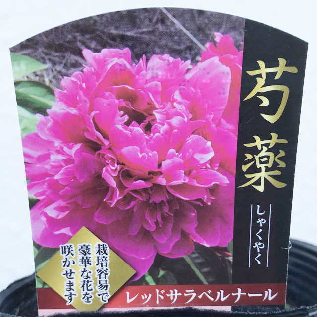 楽天市場 ボタン属 シャクヤク 芍薬 レッドサラベルナール 産直花だん屋