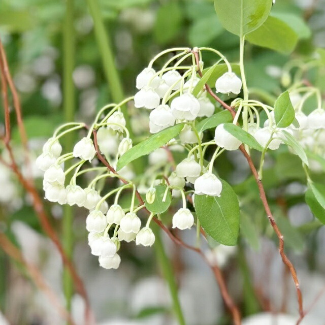 楽天市場】スズランエリカ4号 鉢植え♪スズランのような白い小花