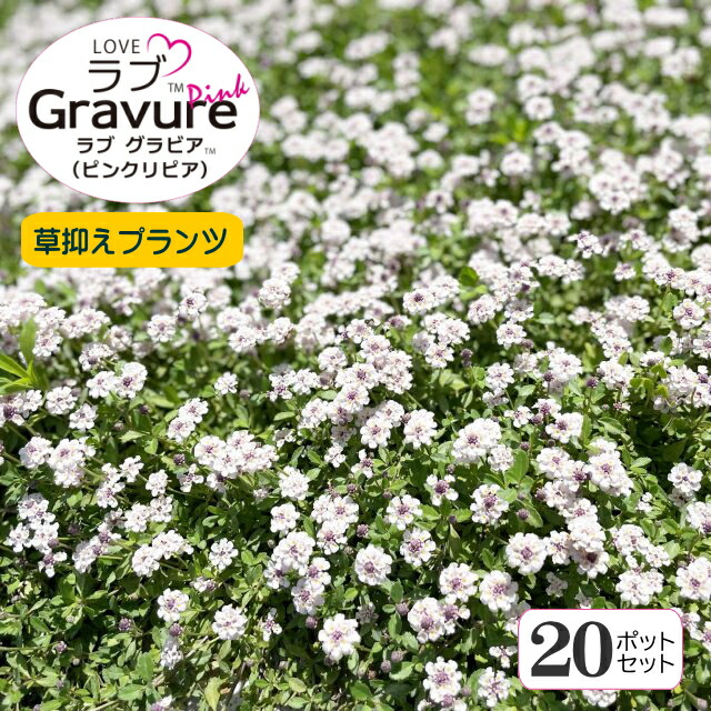 貨物輸送無料【フィラ属】優しいこと グラビア印刷（ピンクリピア）20ポット書き割り 3号ポット