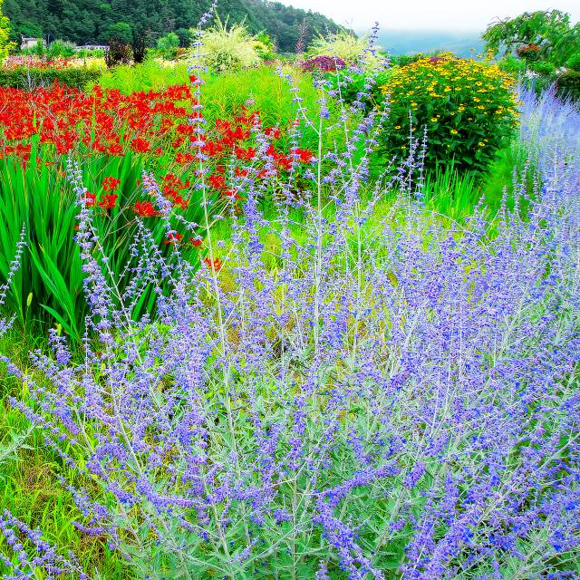 ラベンダー様 楽天市場】【ラバンドゥラ属】イングリッシュ系ラベンダーアラルディ