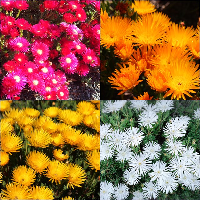 楽天市場】【マツバギク属】松葉菊 色別 3号ポット : 産直花だん屋 松葉菊サービス