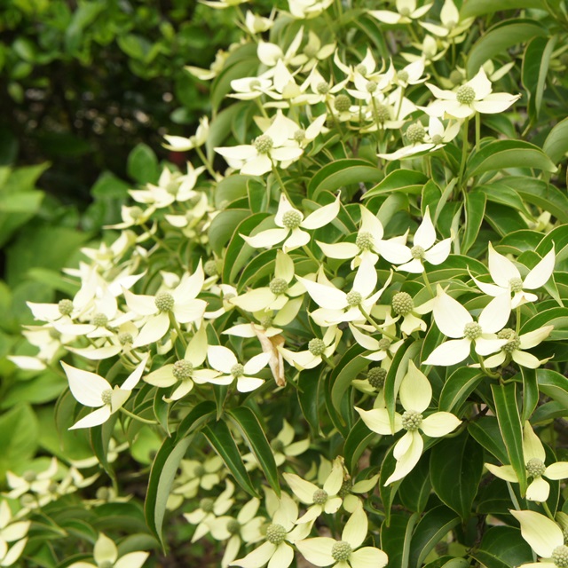 楽天市場 ミズキ属 常緑ヤマボウシホン 山法師 ホコンエンシス系金陽 4 5号lポット 産直花だん屋