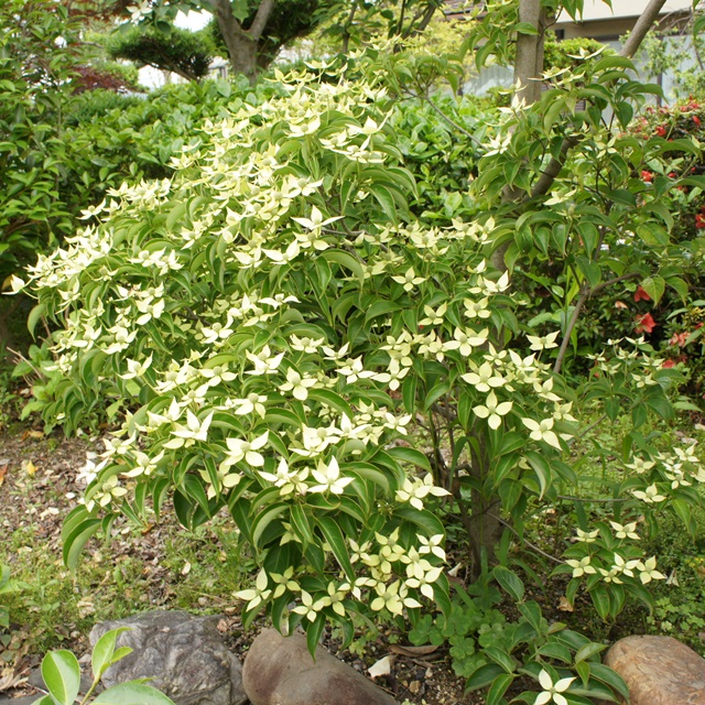 楽天市場 ミズキ属 常緑ヤマボウシホン 山法師 ホコンエンシス系金陽 4 5号lポット 産直花だん屋