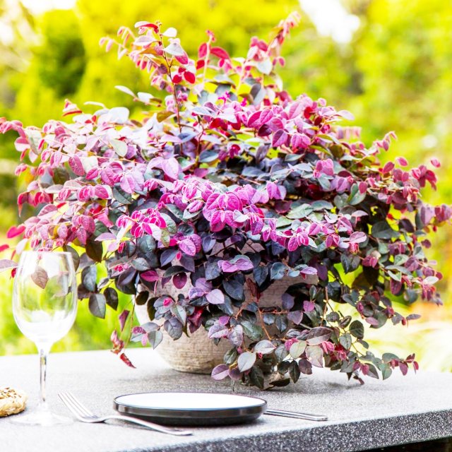 楽天市場】トキワマンサク(七彩:しちさい) 170cm 寝巻き 苗木 1鉢 楽天市場】トキワマンサク(七彩:しちさい) 170cm 寝巻き 苗木 1鉢