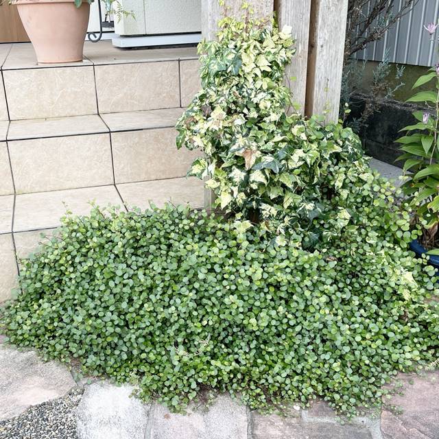 楽天市場】屋外観葉【ユーカリ属】ユーカリポリアンセマム 各種 : 産直