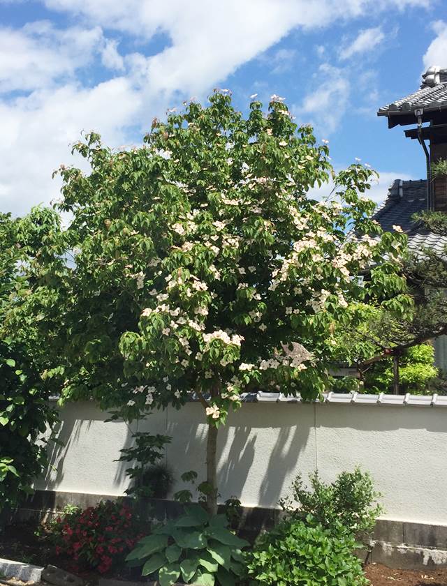 楽天市場 ミズキ属 源平ヤマボウシ 夢心 5号ポット 産直花だん屋