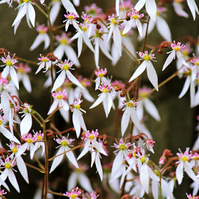 楽天市場】【ヤナギ属】ハクロニシキ 4号ポット : 産直花だん屋