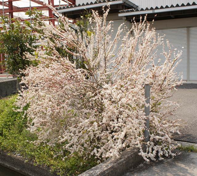 楽天市場 シモツケ属 ユキヤナギ 雪柳 ピンク花 4号ポット 産直花だん屋