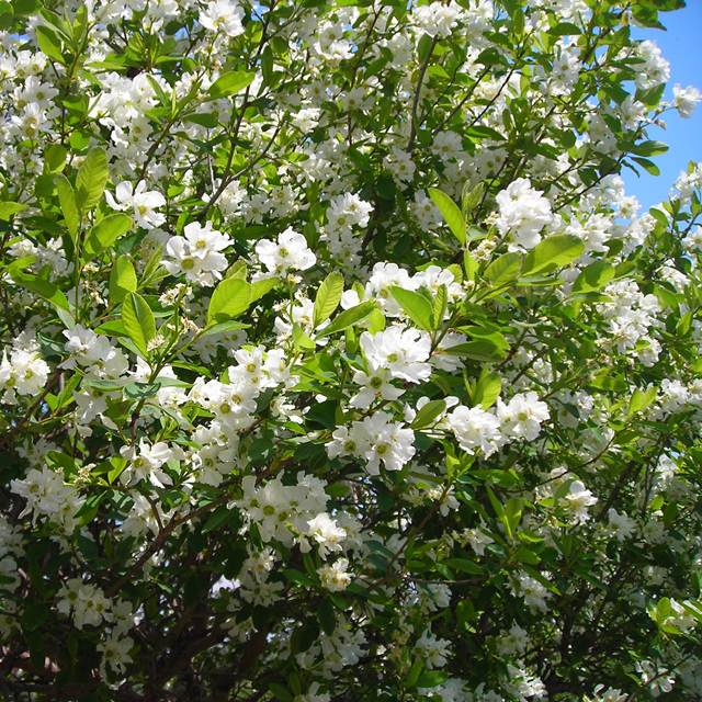 楽天市場 ヤナギサクラ属 利久梅 リキュウバイ 5号ポット 産直花だん屋