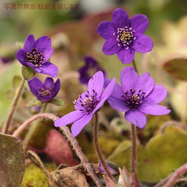 楽天市場 ミスミソウ属 雪割草 紫花 2 5号ポット 産直花だん屋