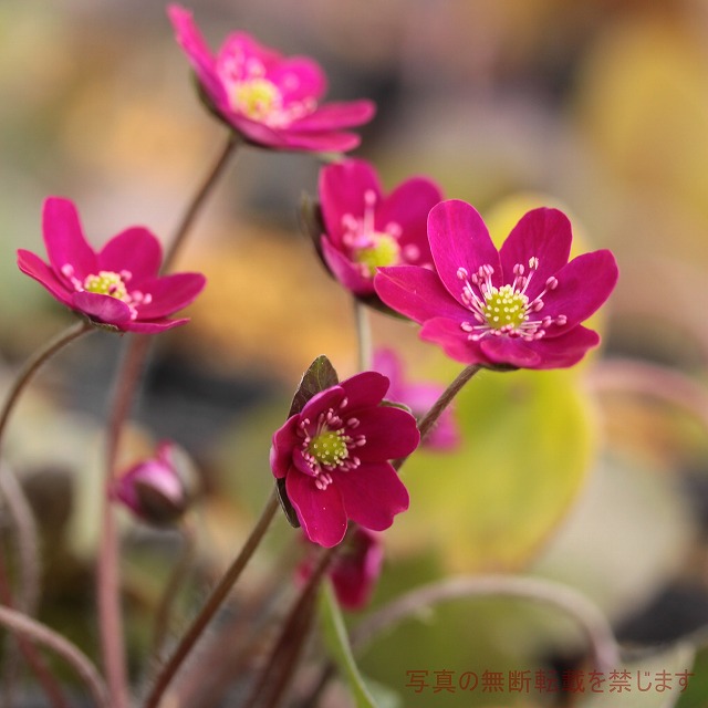 楽天市場 ミスミソウ属 雪割草 赤花 2 5号ポット 産直花だん屋