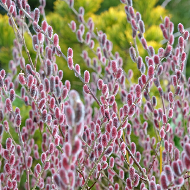 楽天市場】ネコヤナギ 5寸鉢植え ピンクパールネコヤナギ ねこやなぎ