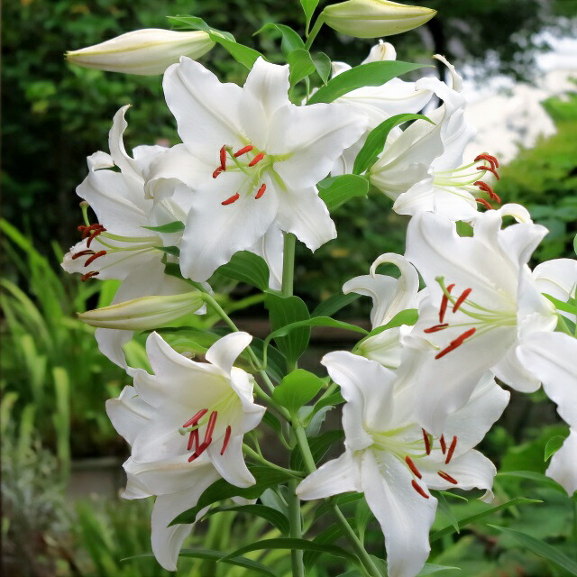 楽天市場】ダブル カサブランカ ホワイトアイズ 3.5号 苗 豪華な純白の