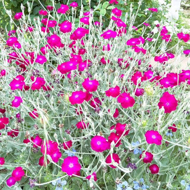 楽天市場】【レプトスペルマム属】ギョリュウバイ八重咲（御柳梅）3号