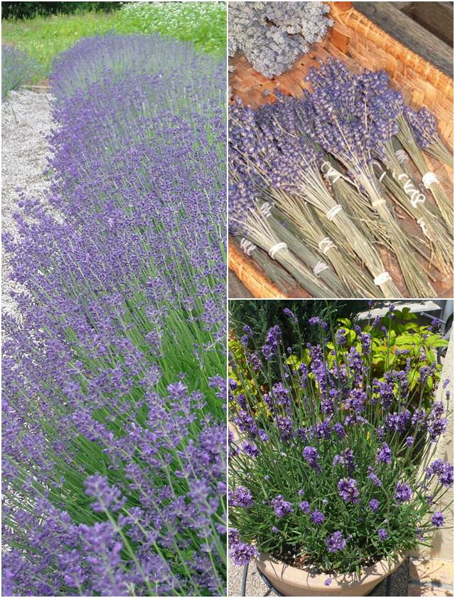 楽天市場 ラバンドゥラ属 イングリッシュ系ラベンダーグロッソ3 5号ポット 産直花だん屋