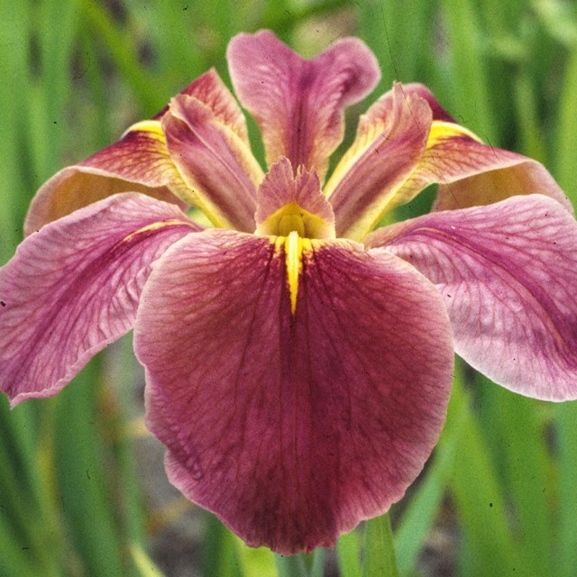 楽天市場 アヤメ属 ルイジアナアイリスサウスクリムソン３ ５号ポット 産直花だん屋