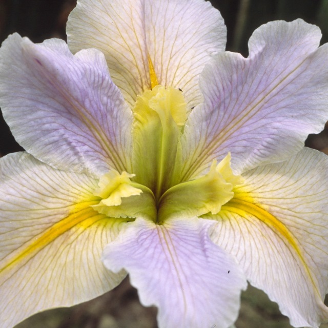 楽天市場 アヤメ属 ルイジアナアイリスナットコート ３ ５号ポット 産直花だん屋