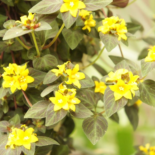 楽天市場】リシマキア 【クレトロイデス】 3号ポット苗 : 苗木部 by