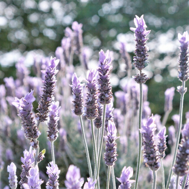 楽天市場】【ラバンデュラ属】フレンチ系ラベンダーエンジェル 3号