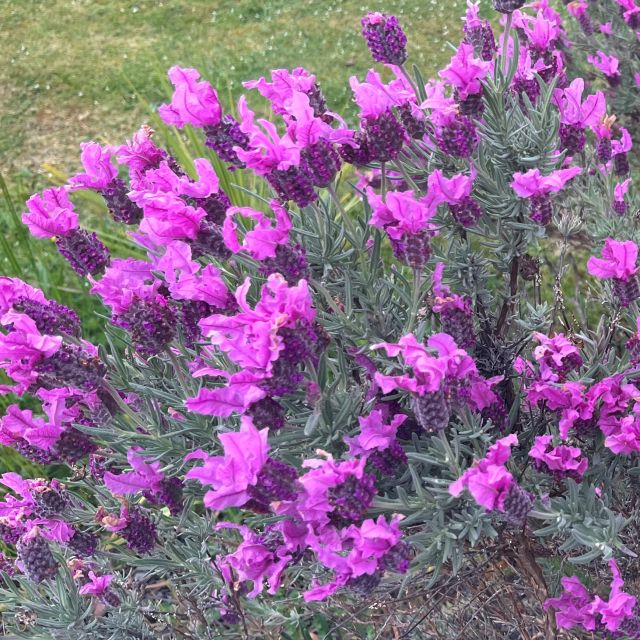 楽天市場】【ラバンデュラ属】フレンチ系ラベンダー 3号ポット : 産直