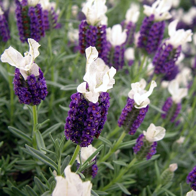 楽天市場 ラウァンドゥラ属 フレンチ系ラベンダーブルー ホワイト3号ポット 産直花だん屋