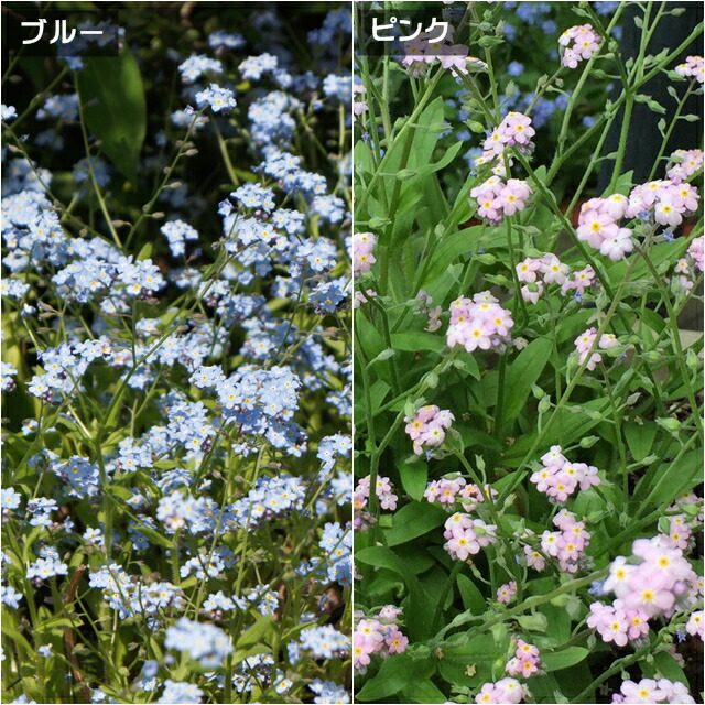 楽天市場 ワスレナグサ属 忘れな草3号ポット 産直花だん屋