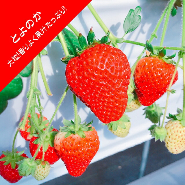 楽天市場】【いちご苗】紅ほっぺ 3号ポット : 産直花だん屋