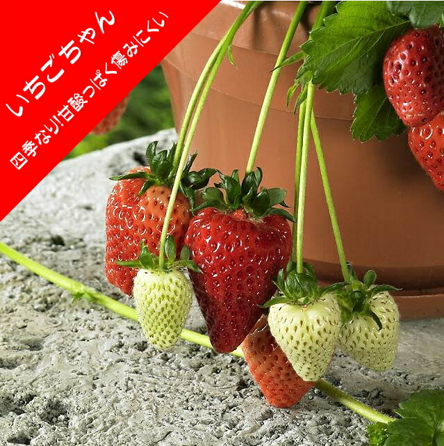 50本　イチゴ　苗　とちおとめ　苺 苗 とちおとめ」の人気商品一覧 | 安い商品を通販サイトから探す