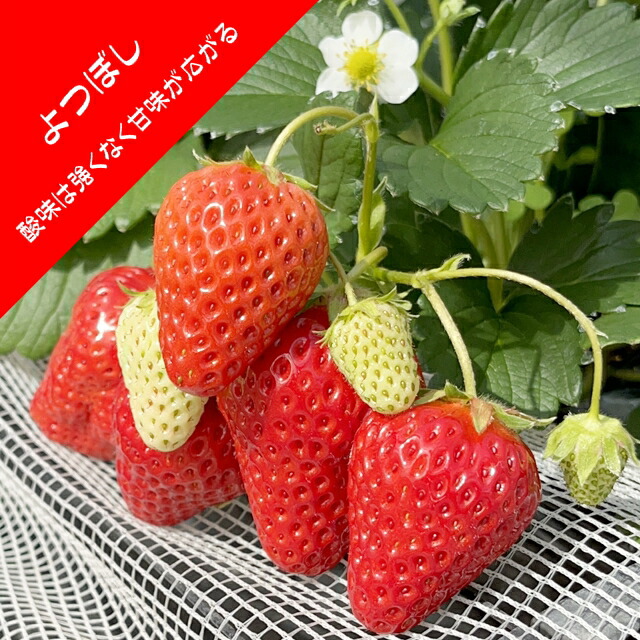 楽天市場】【いちご苗】紅ほっぺ 3号ポット : 産直花だん屋
