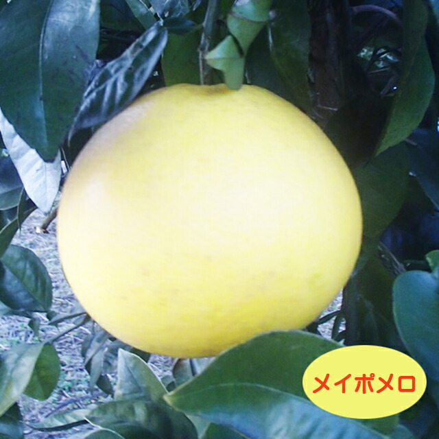 市場 予約販売 苗木 柑橘 庭木 果樹苗 13.5cmポット 文旦 紅まどか