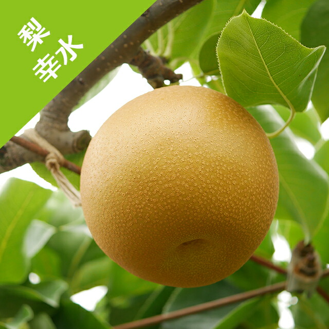 楽天市場】【ハヤトウリ属】隼人瓜 1株 : 産直花だん屋