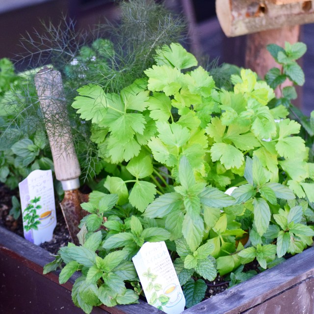 楽天市場】【イチゴ属】ワイルドストロベリー3号ポット : 産直花だん屋