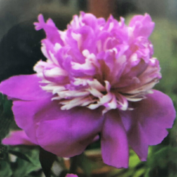 楽天市場 ボタン属 シャクヤク 芍薬 セレブリティ3 5号ｌポット 産直花だん屋