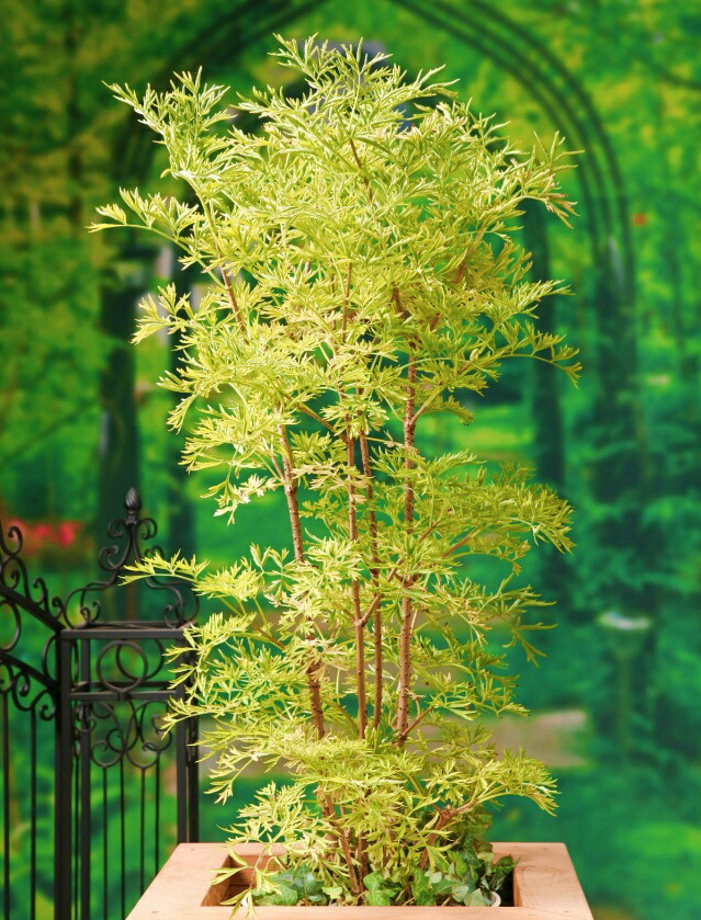 楽天市場】【ヒトツバタゴ属】アメリカヒトツバタゴナンジャモンジャ5