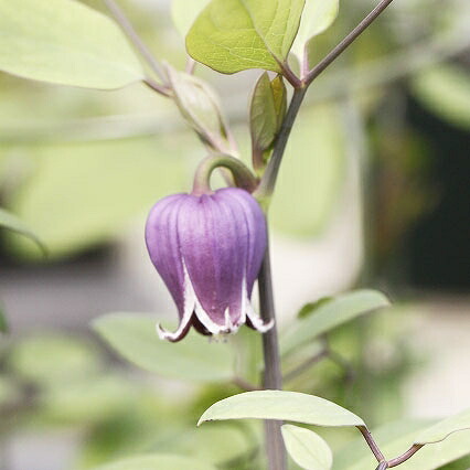 楽天市場】【クレマチス属】ヴィオルナ系キングス ドリーム 3号ポット