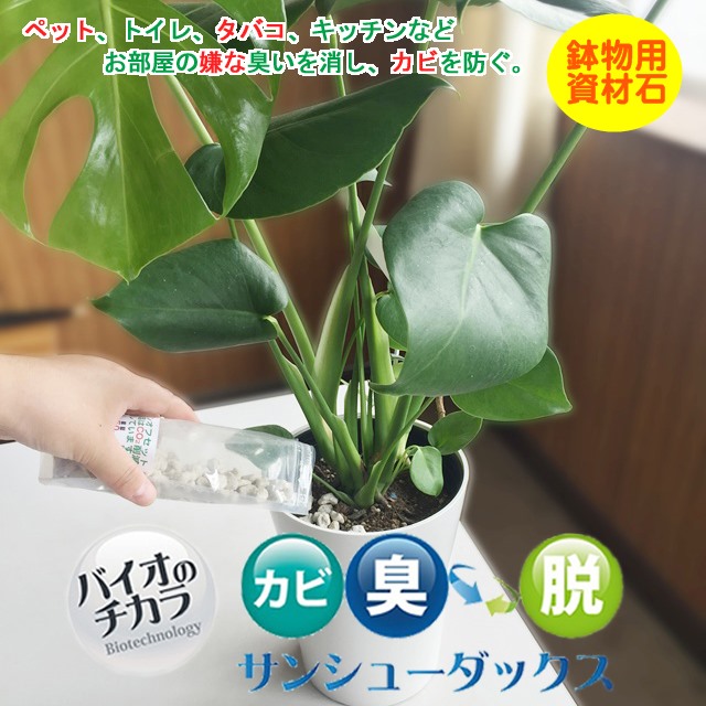 最高観葉植物 土 カビ臭い すべての美しい花の画像