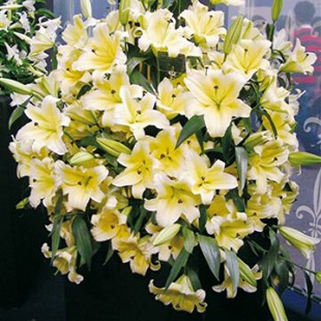 楽天市場 予約球根 ゆり ジャンボオリエンタルビックイエローカサブランカ 1球入 産直花だん屋 楽天市場 予約球根 ゆり ジャンボオリエンタルビックイエローカサブランカ 1球入 産直花だん屋
