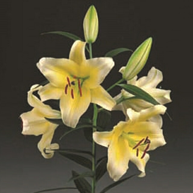 楽天市場 予約球根 ゆり オリエンタルイエローカサブランカ 1球入 産直花だん屋 楽天市場 予約球根 ゆり オリエンタルイエローカサブランカ 1球入 産直花だん屋