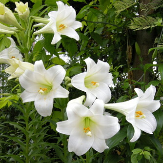 楽天市場 予約球根 大人気 ゆり お徳用鉄砲ユリ 特大球5球入 産直花だん屋 楽天市場 予約球根 大人気 ゆり お徳用鉄砲ユリ 特大球5球入 産直花だん屋